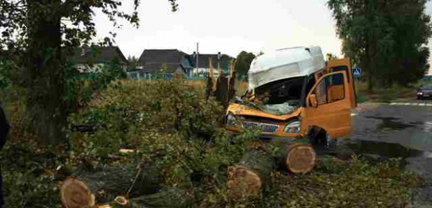 В Бобруйске деревом задавило водителя маршрутки