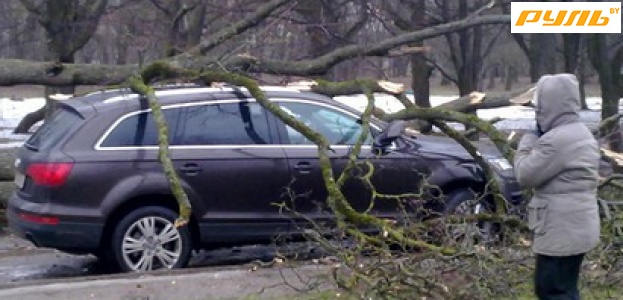 В Гродно в результате падения деревьев повреждены четыре легковых автомобиля